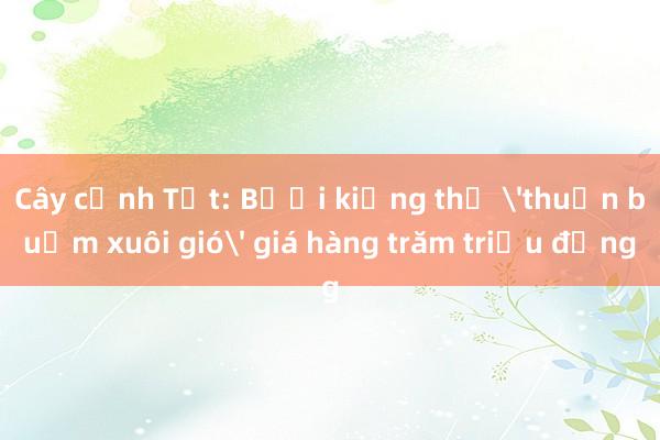 Cây cảnh Tết: Bưởi kiểng thế 'thuận buồm xuôi gió' giá hàng trăm triệu đồng